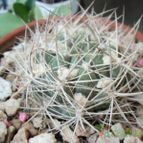 Collecion de maya