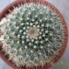 Collecion de maya