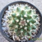 Collecion de maya