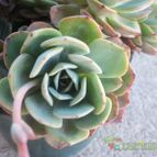 Collecion de maya