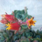 Collecion de maya
