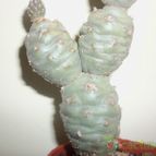 Collecion de maya