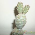 Collecion de maya
