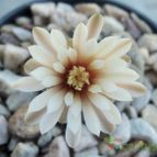 Collecion de maya