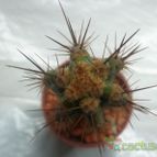 Collecion de maya