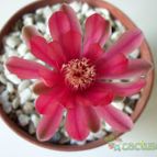 Collecion de maya
