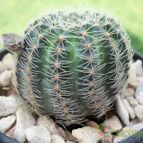 Collecion de maya