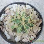 Collecion de maya