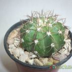 Collecion de maya