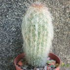 Collecion de maya