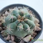 Collecion de maya