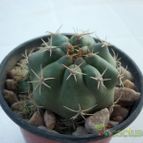 Collecion de maya