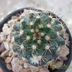 Collecion de maya