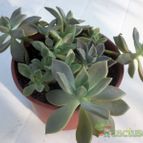 Collecion de maya