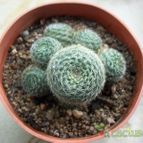 Collecion de maya