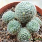 Collecion de maya