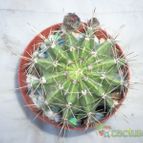 Collecion de maya