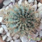 Collecion de maya