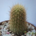Collecion de maya