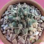 Collecion de maya