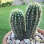 Collecion de maya