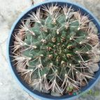 Collecion de maya