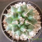 Collecion de maya