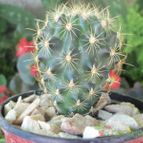 Collecion de maya