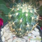 Collecion de maya