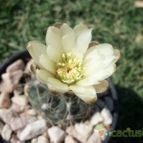 Collecion de maya