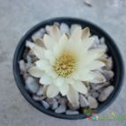 Collecion de maya