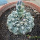 Collecion de maya