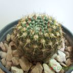 Collecion de maya