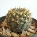 Collecion de maya