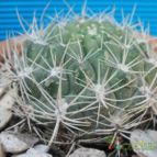 Collecion de maya