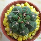 Collecion de maya