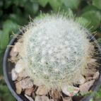 Collecion de maya