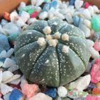 Collecion de maya