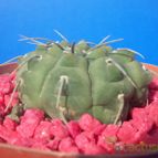 Collecion de maya