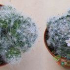 Mammillaria glassii