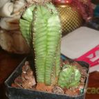 Collecion de memocactus100