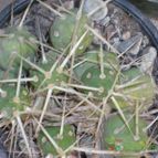 Collecion de mendozacactus