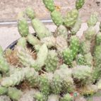 Collecion de mendozacactus