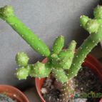 Collecion de mendozacactus