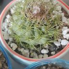 Collecion de merkabados