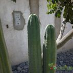 Echinopsis pachanoi