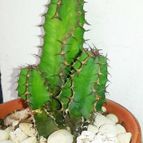 Euphorbia cooperi 