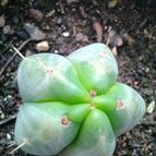 Collecion de mikii