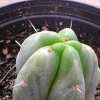 Collecion de mikii