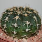 Collecion de mizar